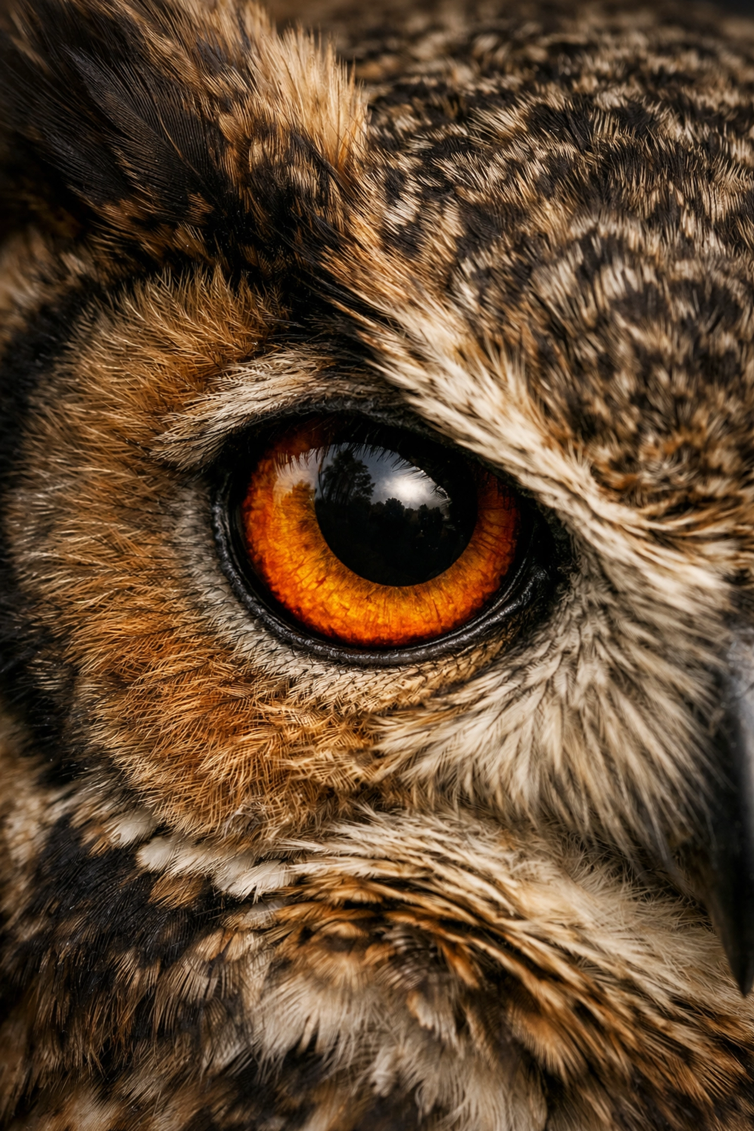 Detailed macro of an owl's eye showing natural sharpness without over-sharpening photo editing mistakes.