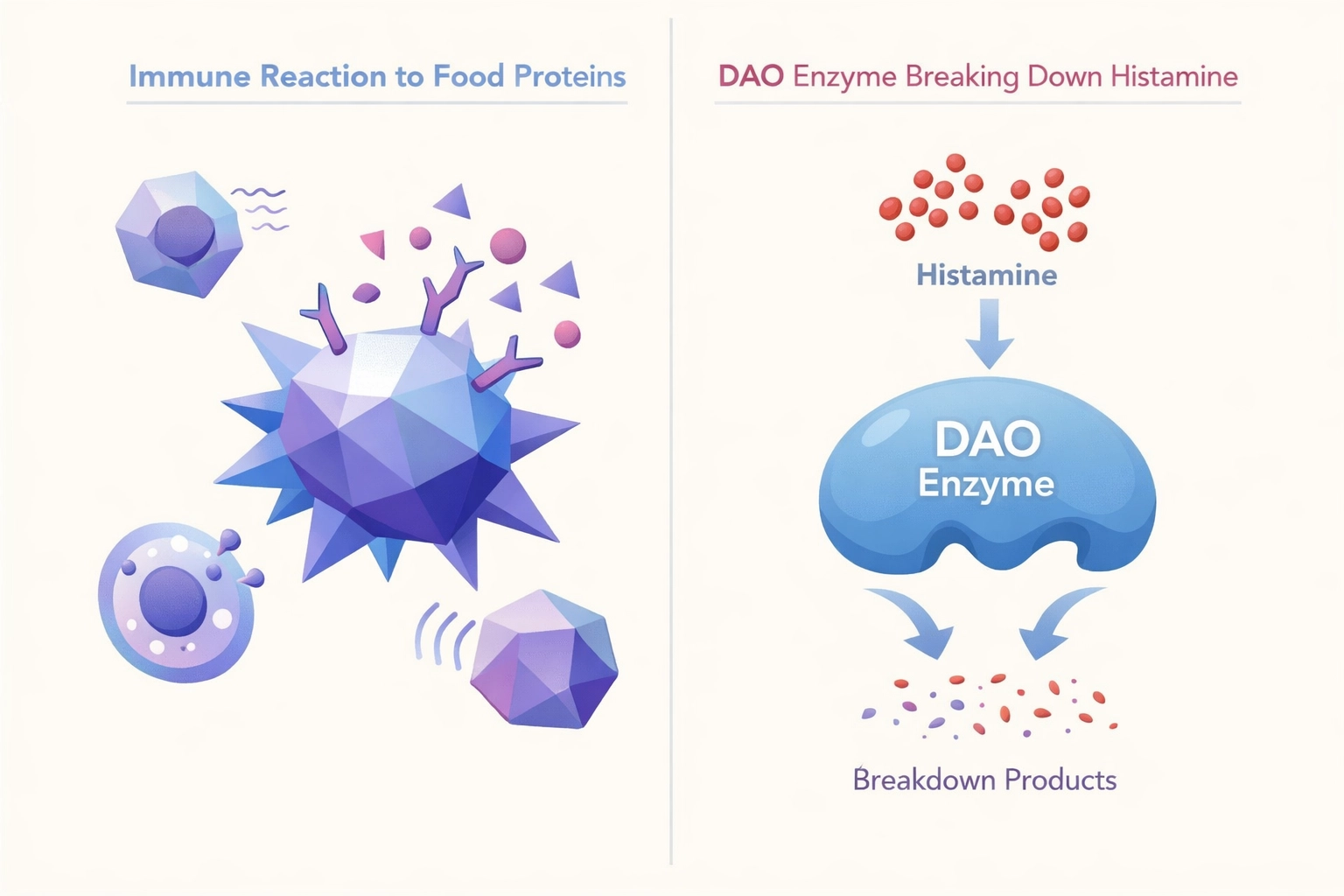 Illustration comparing food sensitivity immune reaction to histamine intolerance enzyme process
