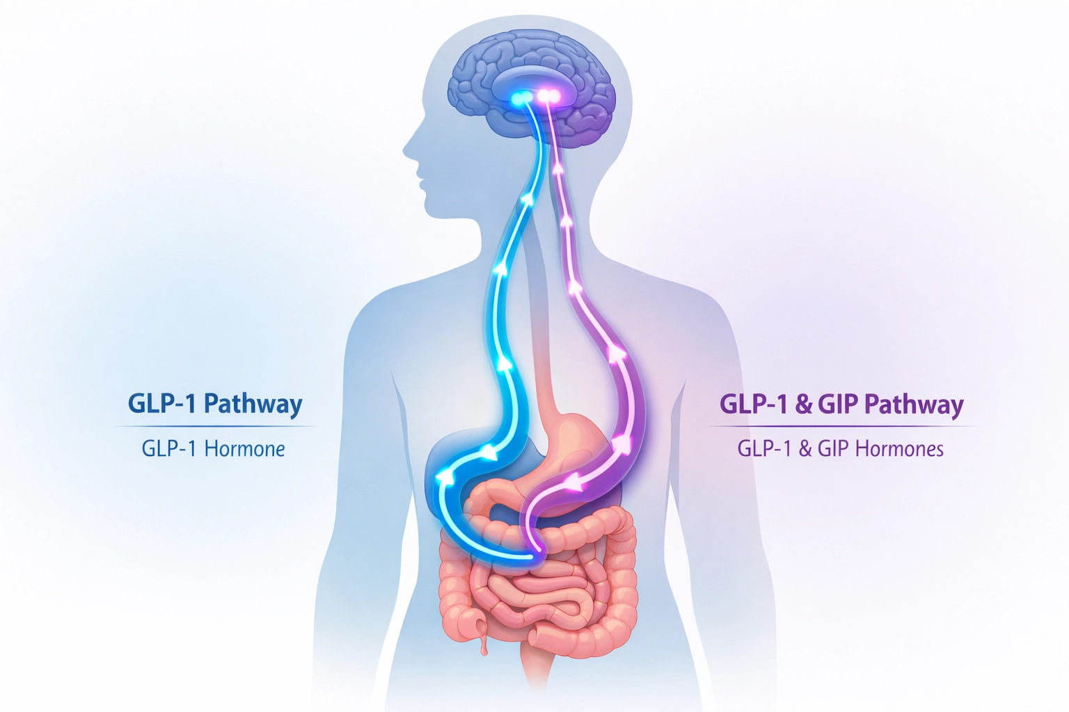 Medical illustration showing how GLP-1 and GIP hormones work for weight loss in the body
