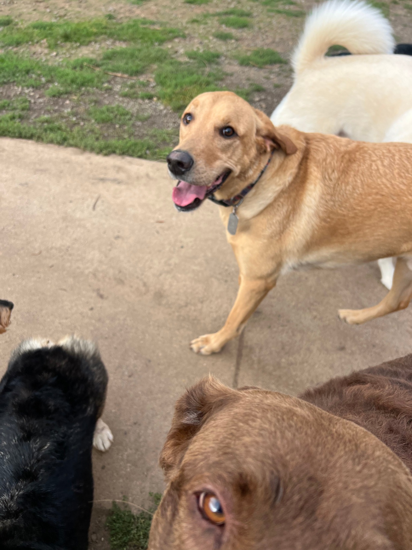 A group of happy dogs socialize and play outdoors on a grassy and paved area at Green Acres K-9 Resort during daycare hours, enjoying physical activity and companionship under attentive care.
