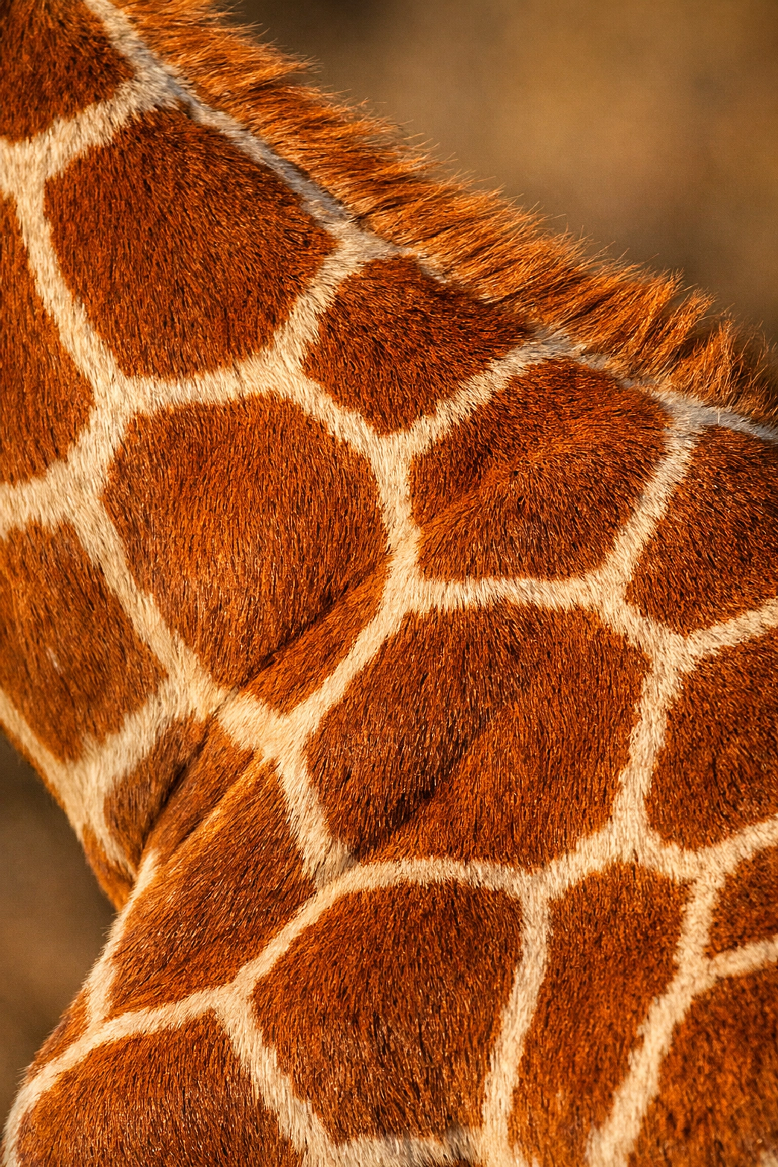 Close-up of unique reticulated giraffe coat patterns for identification and conservation.