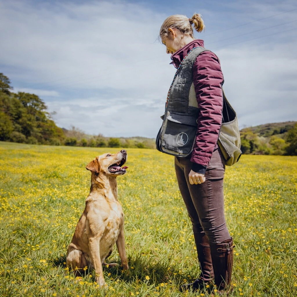 Black Labrador practising steadiness during a labrador training Kent session in a grassy field. Focused gundog training session with an owner and their Labrador in a Kent field.