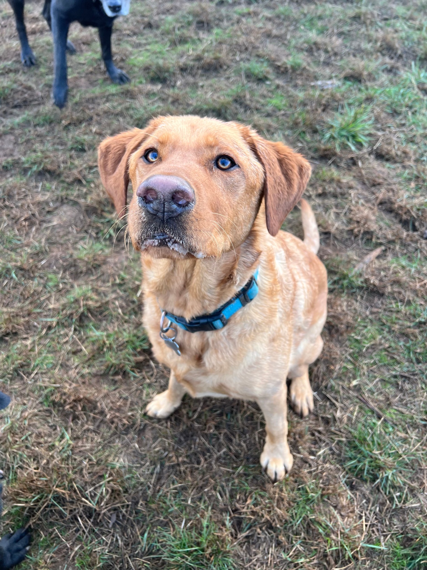 yellow Labrador with blue collar in daycare