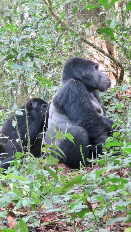 Close-up of a rescued chimpanzee at Ngamba Island Chimpanzee Sanctuary on Lake Victoria.